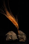 Spiga tra le rocce
