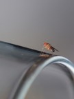 Moschina Moschina