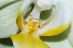 Orchidea 2 Orchidea 2
