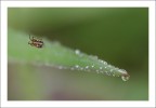 Spiderdrops Spiderdrops