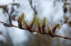 Dopo l'inverno Dopo l'inverno