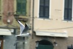 a becco aperto a becco aperto
