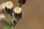 Fiorellini Fiorellini