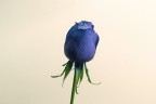 Feeling Blue/2 Feeling Blue/2