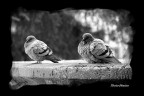 ::Piccioni Infreddoliti:: ::Piccioni Infreddoliti::
