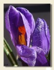 Crocus aperto