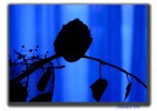 still solitude