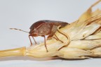 Cimice Sulla Spiga