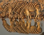 zebre al tramonto (etosha park - namibia 2006) zebre al tramonto (etosha park - namibia 2006)