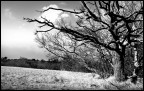 Quercia Quercia