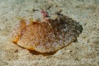Santa Caterina (Nard�)
-20 mt.

Mollusco della specie Pleurobranchus testudinarius (dov'� Mabbond per la conferma?)

Purtroppo ho scattato con il 18mm e non ho potuto avvicinare di pi� l'animale se non croppando

Critiche sempre graditisissime

Grazie mille a tutti

Giuseppe