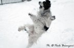 Salto canino Salto canino