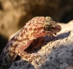 Geco alla luce del sole 2