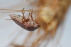 A testa in gi�