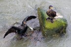 Cormorani a Roma Cormorani a Roma