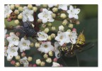 L'imboscata L'imboscata