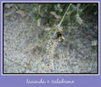 lavanda e calabrone lavanda e calabrone