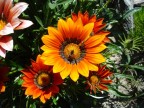 fiore con ape fiore con ape