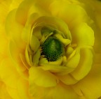 Nel giallo! Nel giallo!