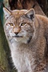 Lince Lince