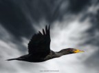 Cormorain... Cormorain...