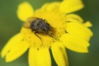 Impollinazione Impollinazione