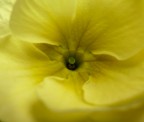 jaune jaune
