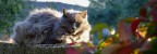 Regalità felina Regalità felina