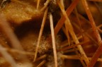 Pianta Grassa (Spine)