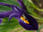 iris reticulata