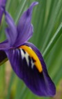 iris reticulata 2