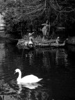cigno cigno