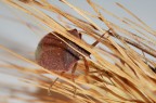 Cimice Nascosta Cimice Nascosta