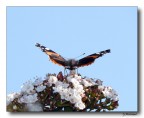 Butterfly 15 Butterfly 15