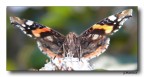Butterfly 22 Butterfly 22
