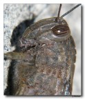 Locusta 2 Locusta 2