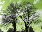 VERDE VERDE