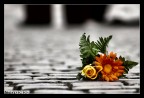 Flores Flores