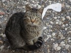 felino domestico felino domestico