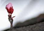 forza della natura forza della natura