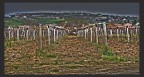 La vigna La vigna