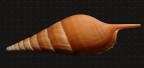 Conchiglia Conchiglia