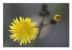 Pugno giallo Pugno giallo