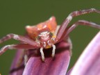 una specie di mostro! una specie di mostro!