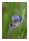 Impollinata Impollinata