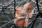 autunno prigioniero dell'inverno autunno prigioniero dell'inverno