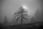 Alba a Melosa Alba a Melosa