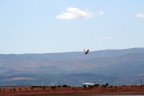 volare volare