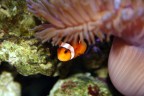 Oh!...Nemo Oh!...Nemo