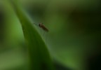 microvita microvita